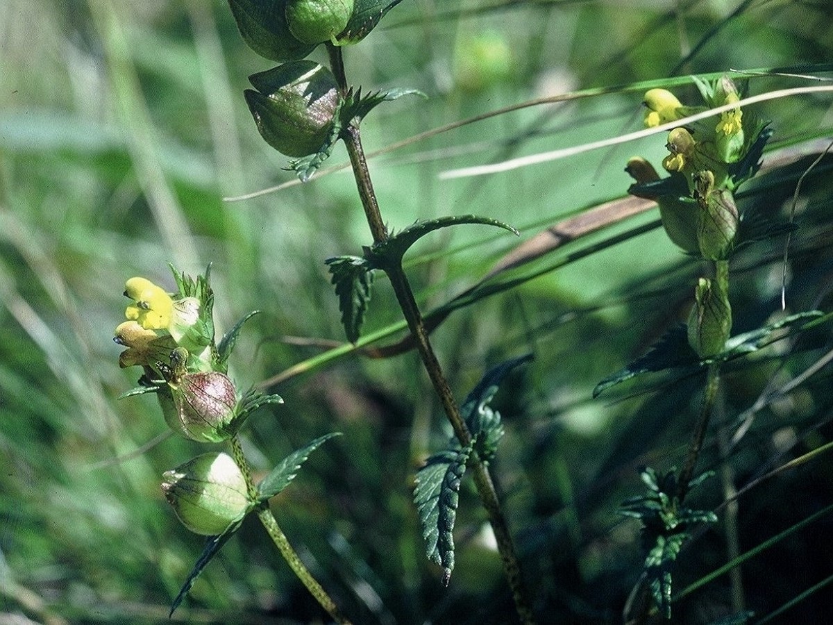 Rhinanthus minor (Orobanchaceae)